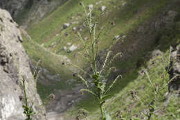 Image of Cynoglossum circinnatum (Ledeb.) Greuter & Burdet