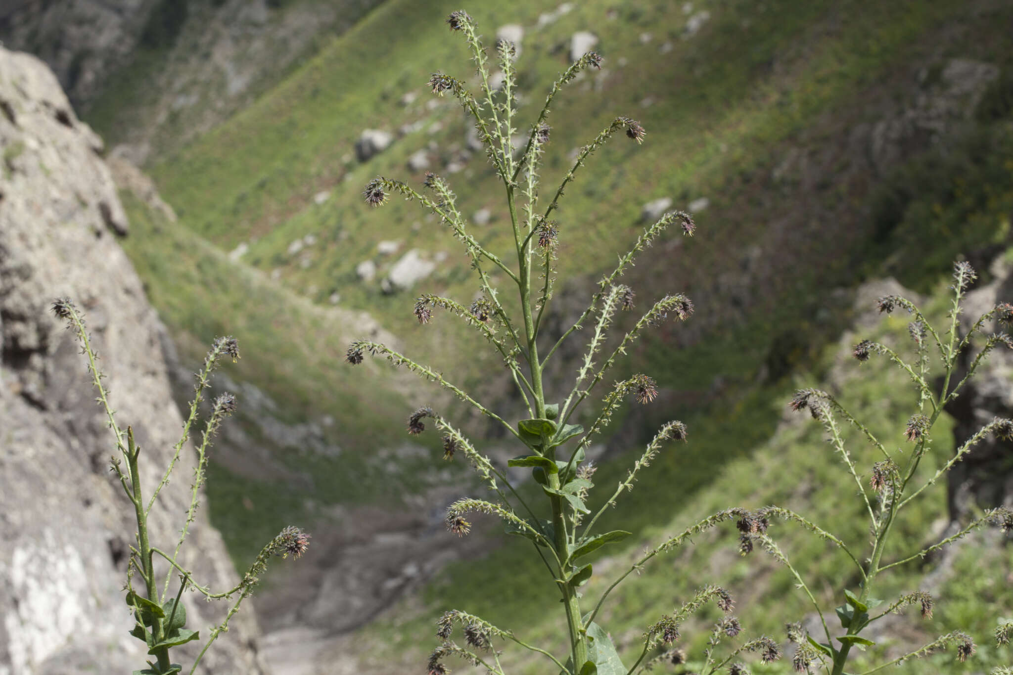 Imagem de Cynoglossum circinnatum (Ledeb.) Greuter & Burdet