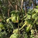 Image of Coleus barbatus var. grandis