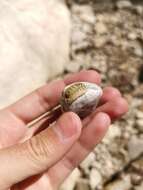 Image of Porcellio spinipennis Budde-Lund 1885