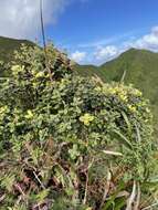 Image of Lehua Papa