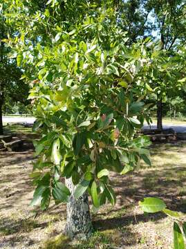 Image of Bluejack Oak