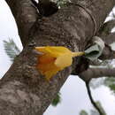 Plancia ëd Prosthechea citrina (Lex.) W. E. Higgins