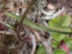 Image of Picris morrisonensis Hayata