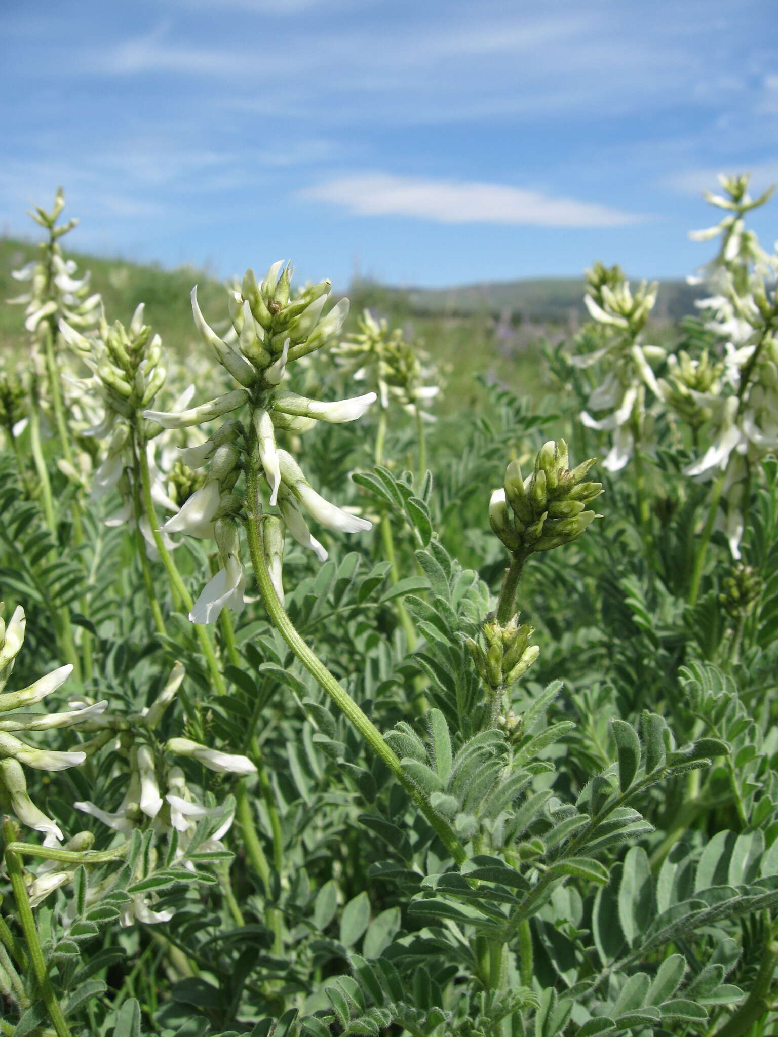 Imagem de Astragalus drummondii Dougl.