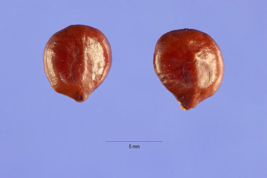 Image of Mesquite