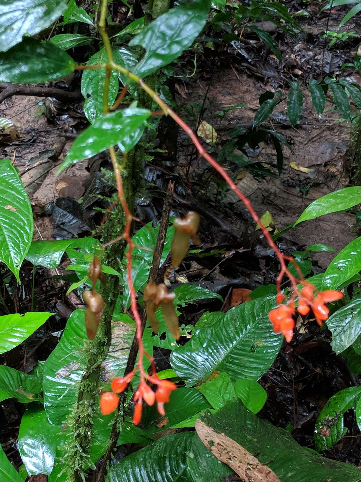 Image of Begonia rossmanniae A. DC.