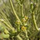 Слика од Euphorbia larica Boiss.