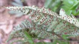 Image of Arachniodes chinensis (Rosenst.) Ching