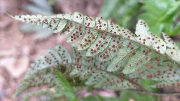 Image de Arachniodes chinensis (Rosenst.) Ching