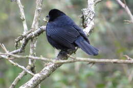 Image of White-lined Tanager