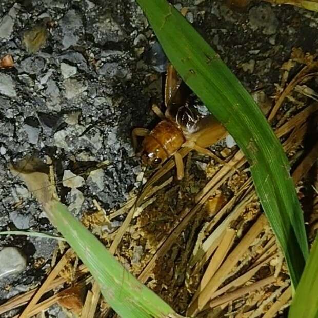 Image of Common Short-tailed Cricket