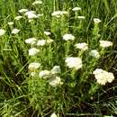 Image of Achillea stepposa Klok. & Krytzka