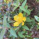 Image of <i>Hypericum hidcoteense</i>