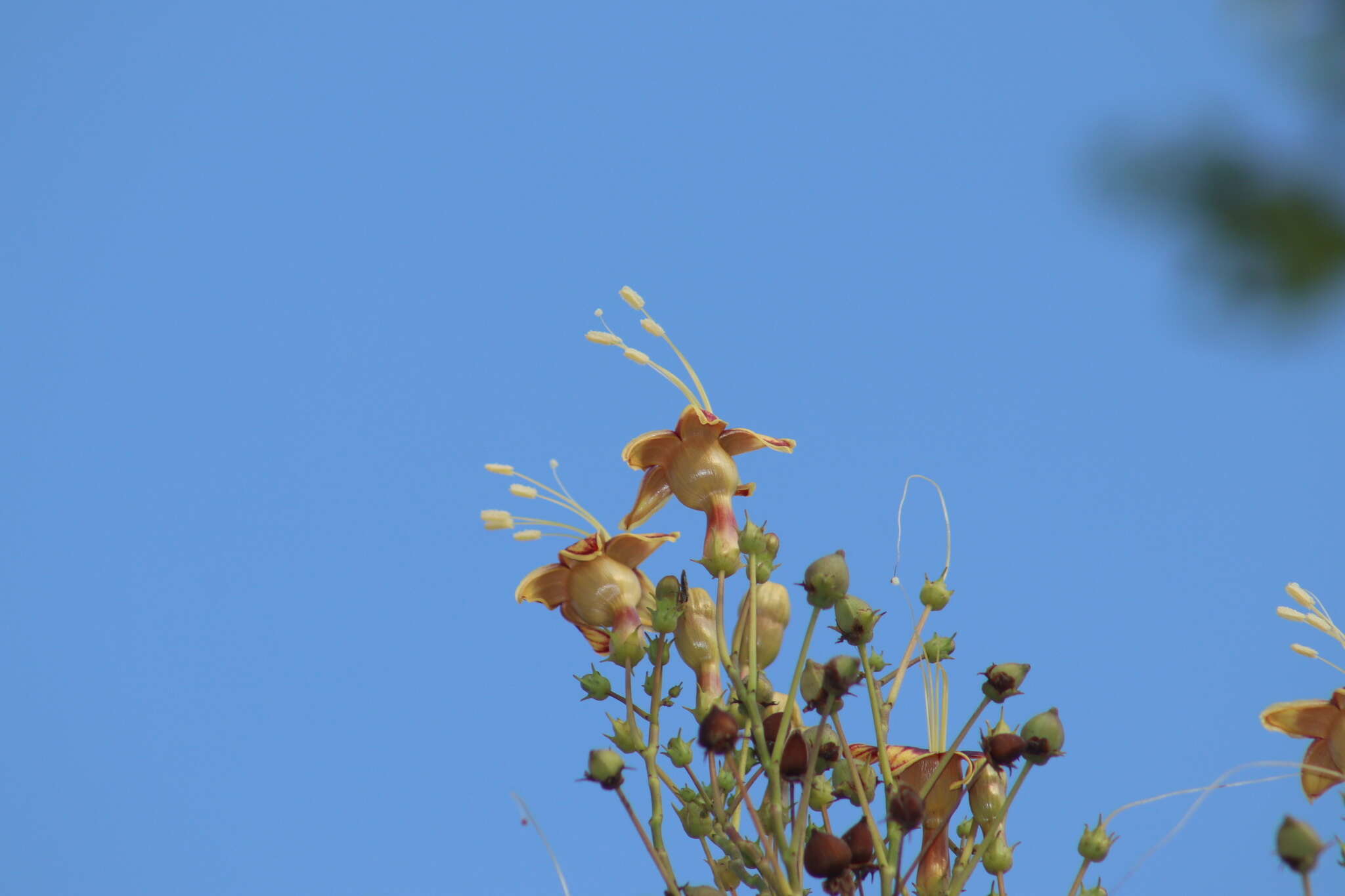 Image of Ipomoea neei (Spreng.) O'Donell