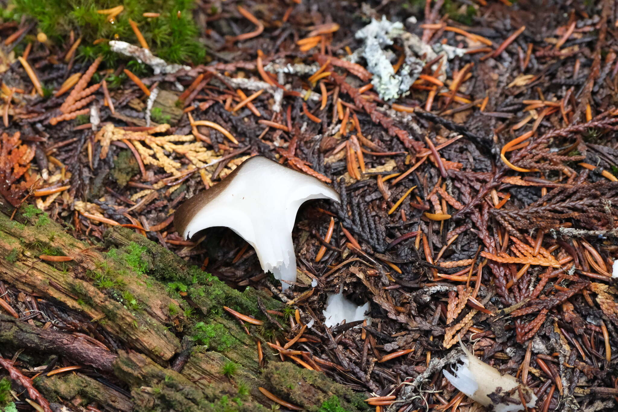 Image de Hygrophore à lamelles arquées