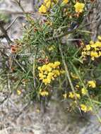 Image de <i>Daviesia <i>ulicifolia</i></i> subsp. ulicifolia