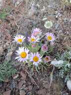 Imagem de Erigeron poliospermus A. Gray