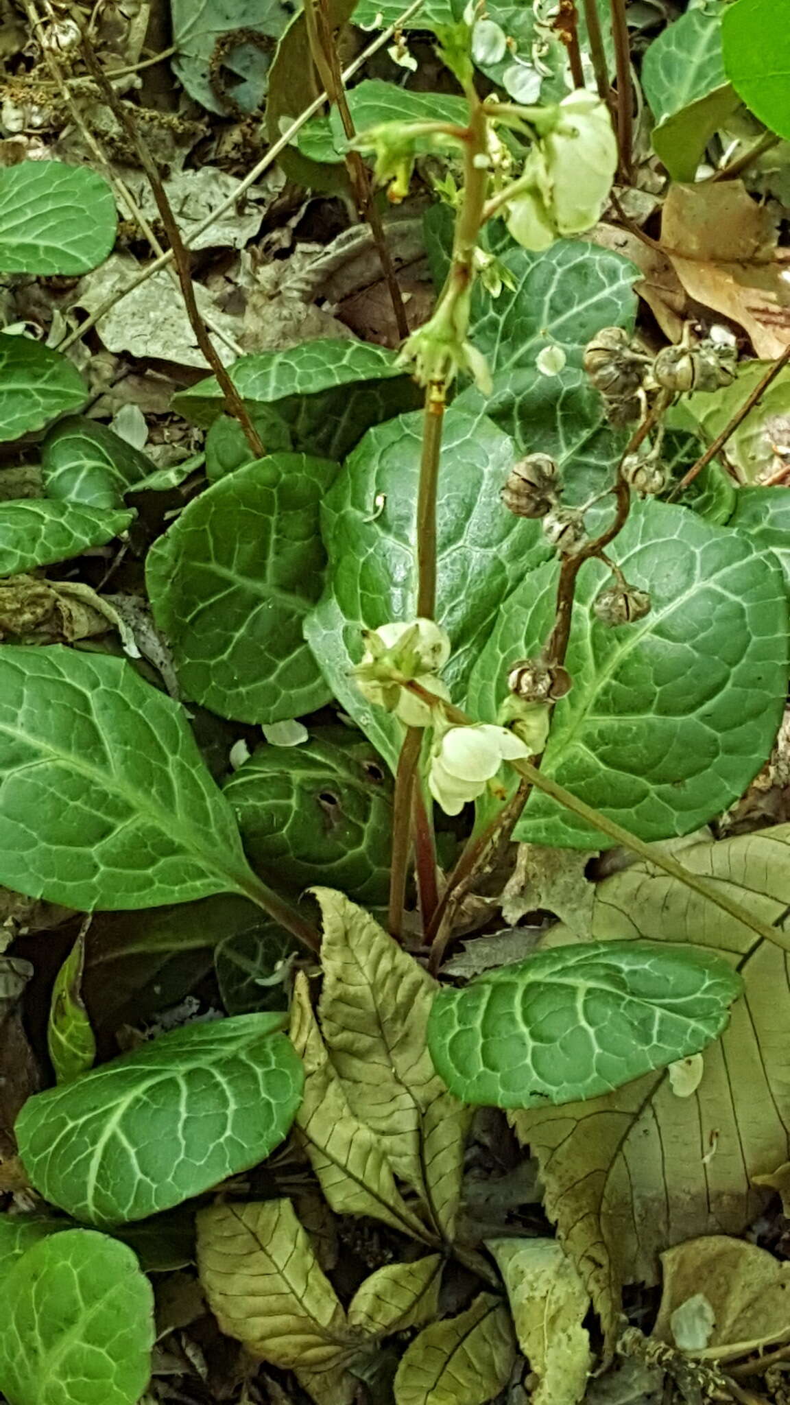 Image of American wintergreen