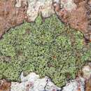 صورة Ropalospora chlorantha (Tuck.) S. Ekman