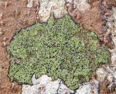 Image of Ropalospora chlorantha (Tuck.) S. Ekman