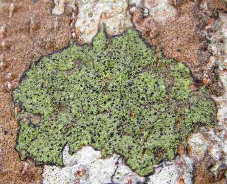 صورة Ropalospora chlorantha (Tuck.) S. Ekman