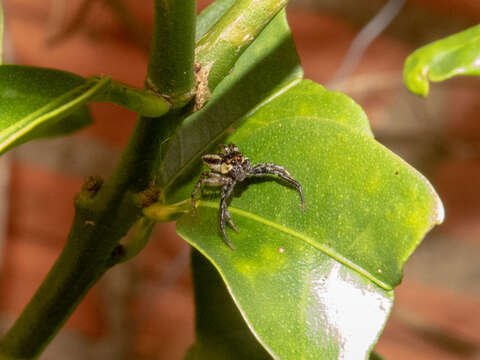 Image of Wedoquella punctata (Tullgren 1905)