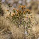 صورة Chuquiraga calchaquina Cabrera