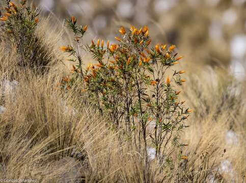 صورة Chuquiraga calchaquina Cabrera