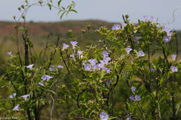 Image of Bonamia spectabilis (Boj. ex Choisy) Hall. fil.