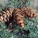 Image of Rocky Mountain Douglas-fir