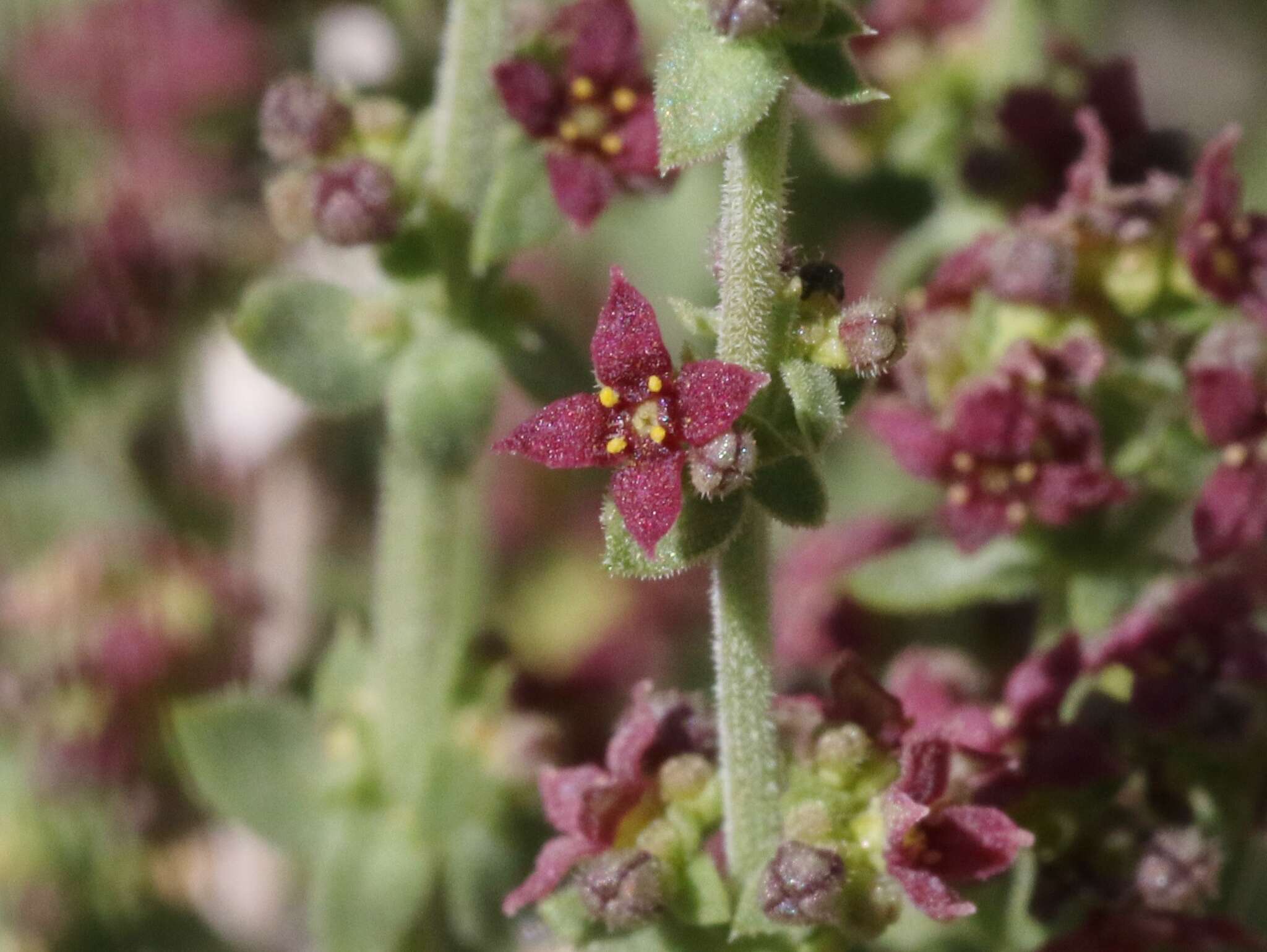 Sivun Galium parishii Hilend & J. T. Howell kuva