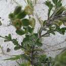 Image of Silene crassifolia subsp. crassifolia