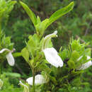 Image of Poikilacanthus glandulosus (Nees) L. Ariza Espinar