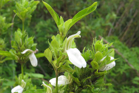 Слика од Poikilacanthus glandulosus (Nees) L. Ariza Espinar