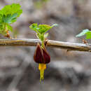 Sivun Ribes marshallii Greene kuva