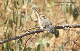 Image of Slaty-backed Thornbill