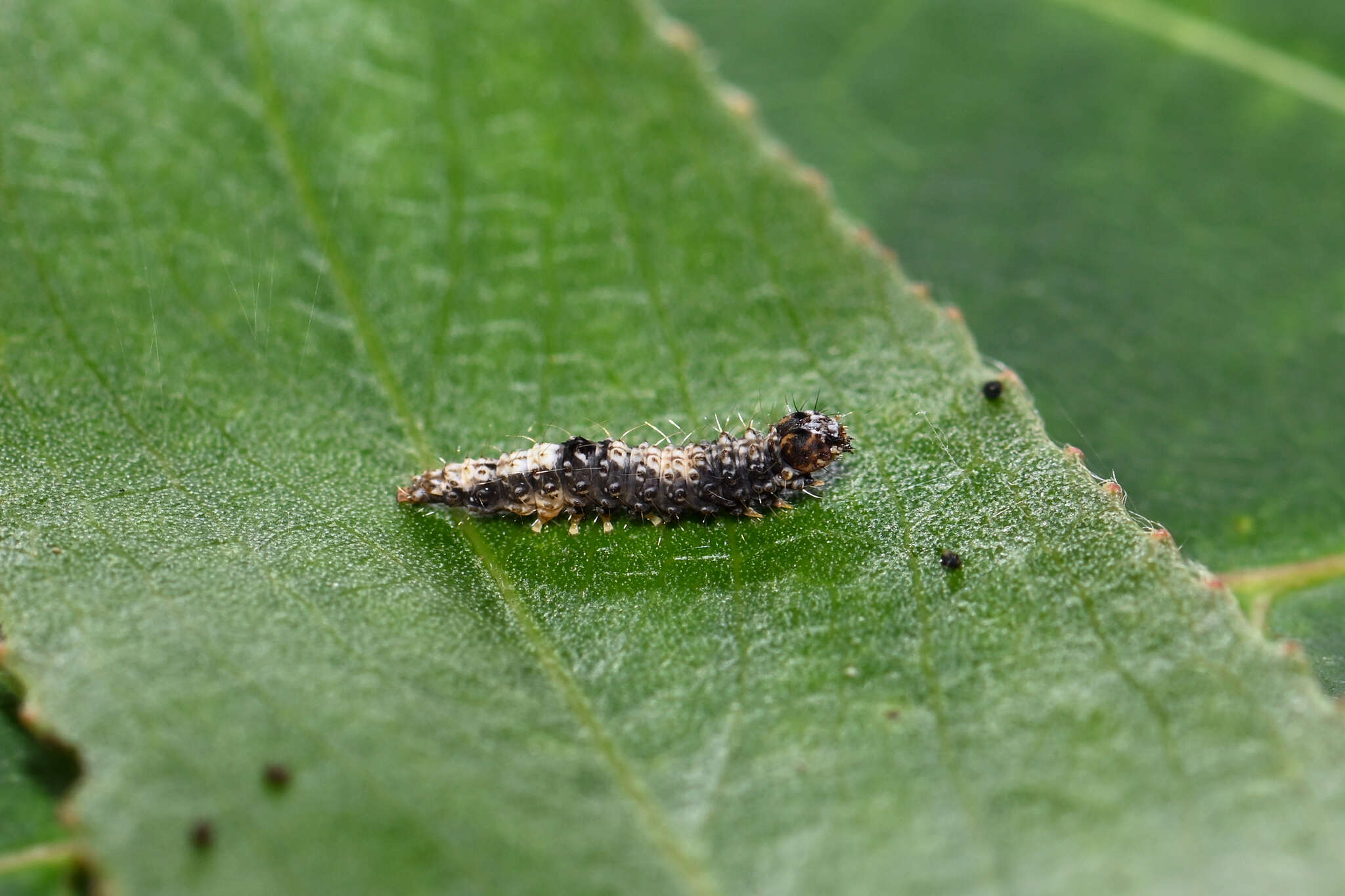 Image of Wockia asperipunctella Bruand 1850