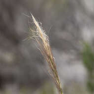 Image of Austrostipa mollis (R. Br.) S. W. L. Jacobs & J. Everett