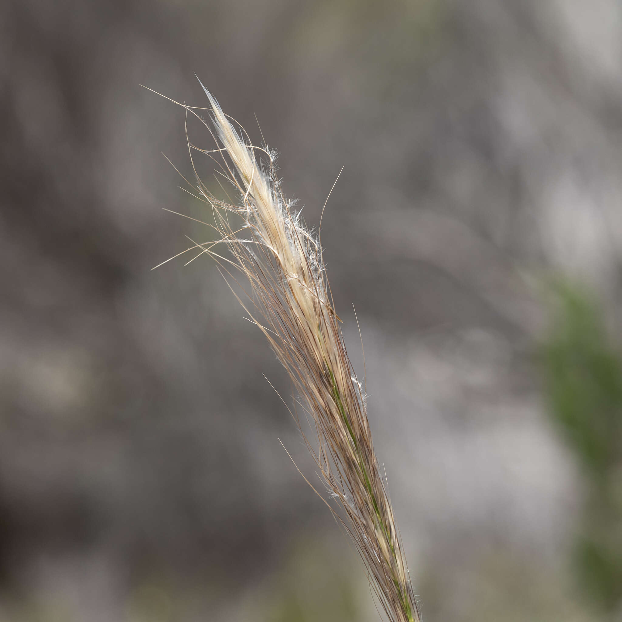 Image of Austrostipa mollis (R. Br.) S. W. L. Jacobs & J. Everett