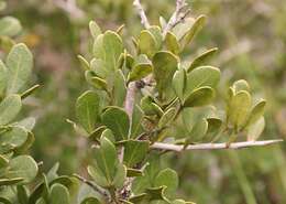 Image of Searsia pterota (C. Presl) Moffett