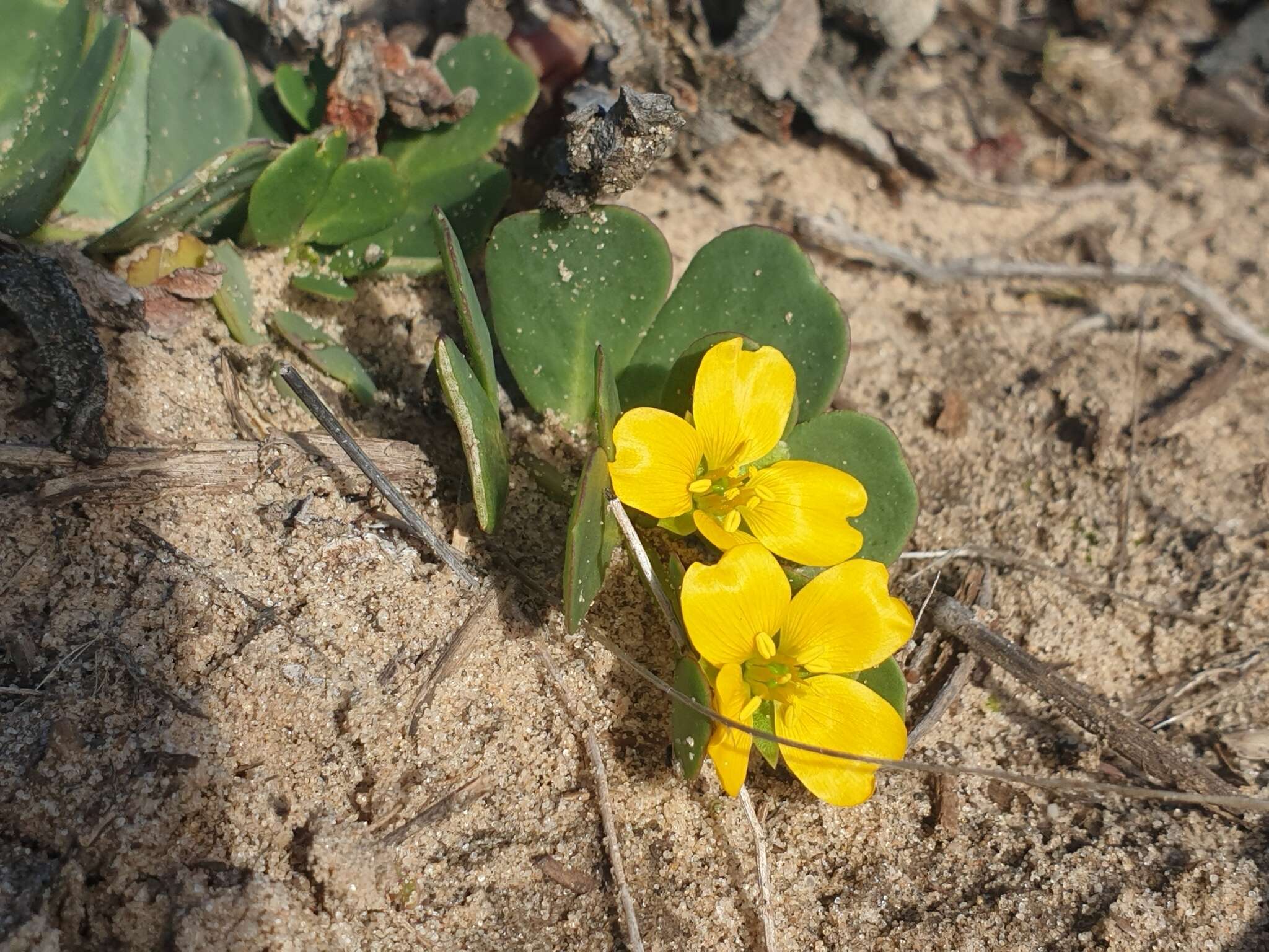 صورة Roepera glauca (F. Müll.) Beier & Thulin