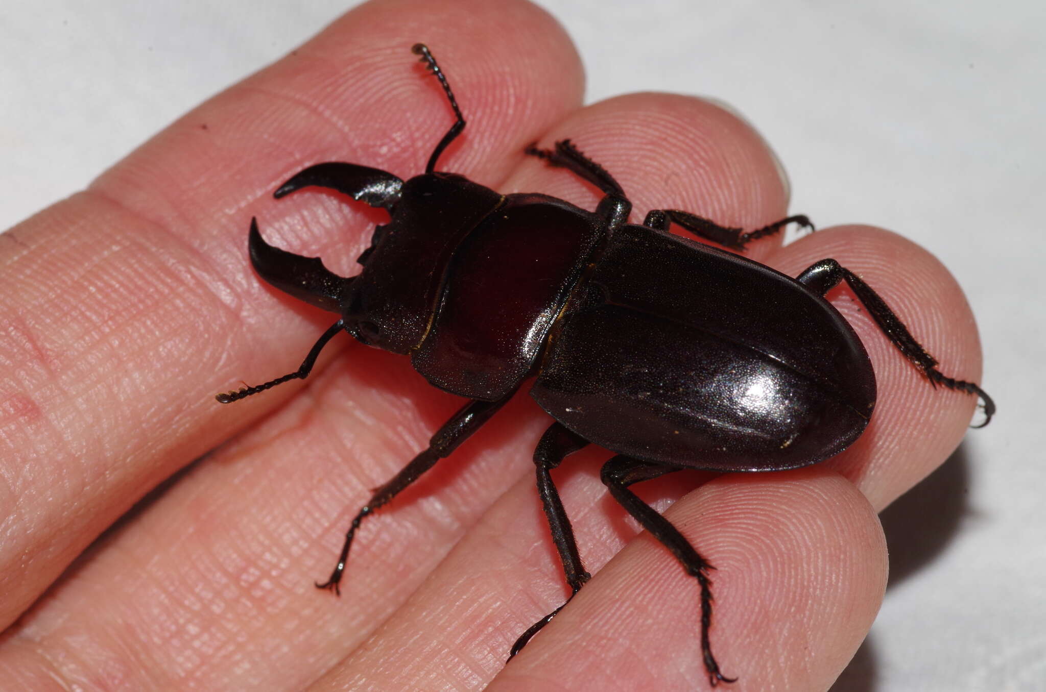 Image de Serrognathus titanus (Boisduval 1835)