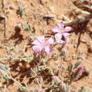 Image of Frankenia serpyllifolia Lindley