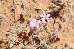 Image de Frankenia serpyllifolia Lindley