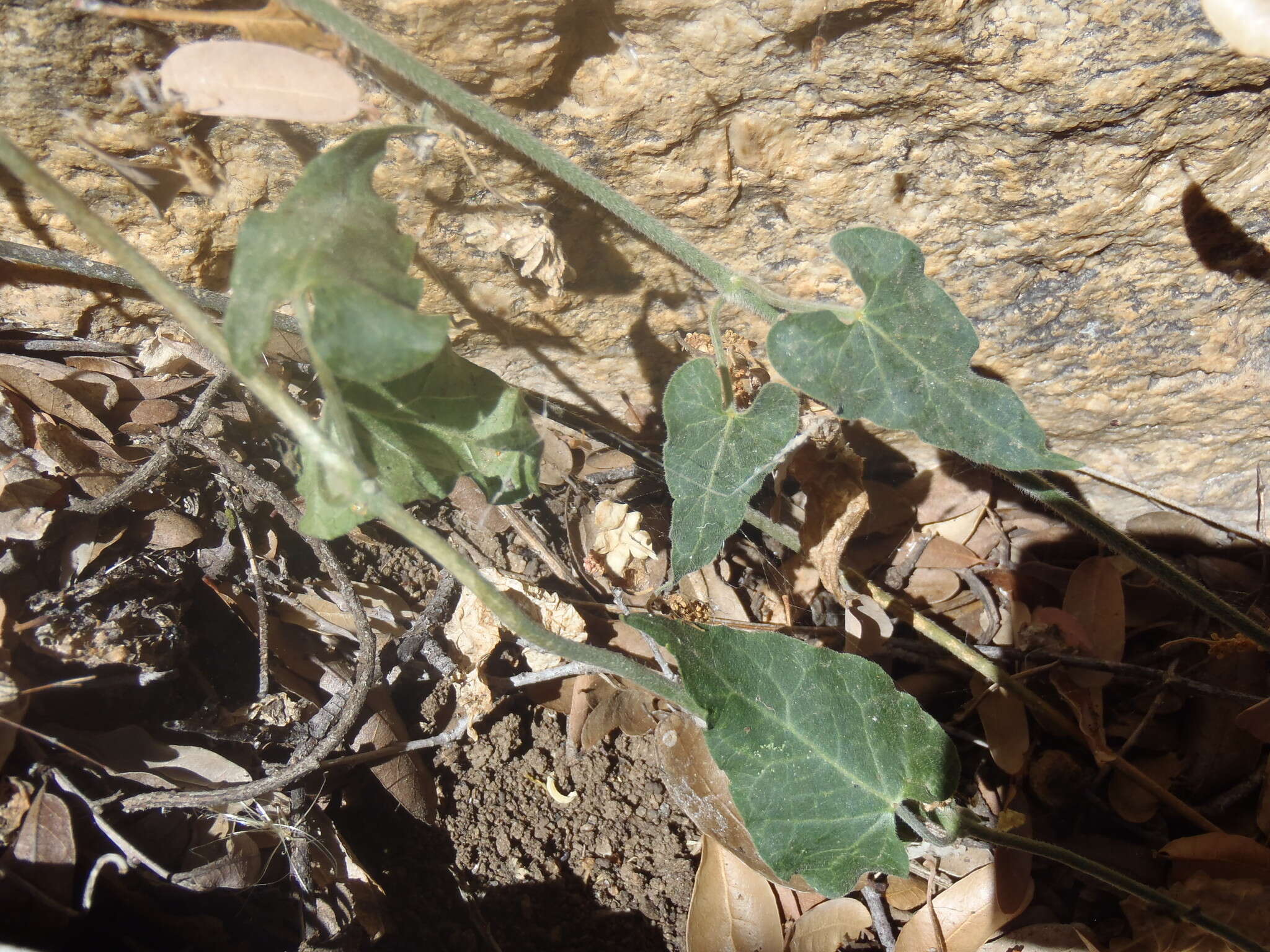 Image of Texas milkvine