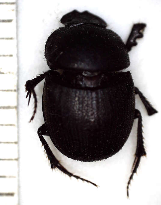 Слика од Hamonthophagus depressus (Harold 1871)