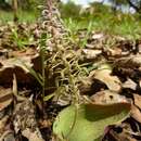 Image of Ledebouria cordifolia (Baker) Stedje & Thulin