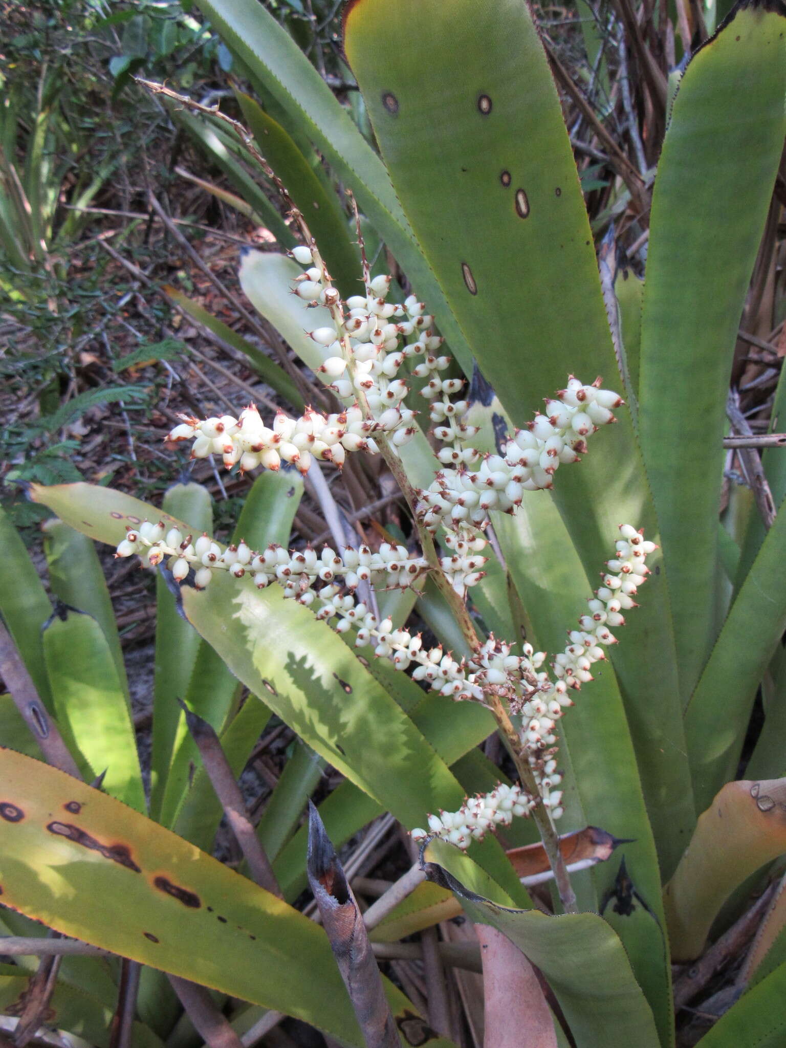 Aechmea lingulata var. patentissima (Mart. ex Schult. & Schult. fil.) L. B. Sm.的圖片