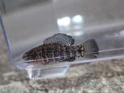 Image of Banded Pygmy Sunfish